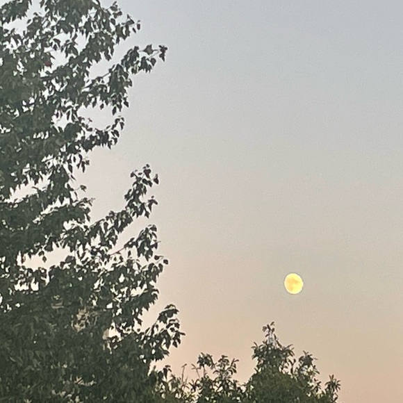 Meet your Posher, Taelyn - Picture 1 of 1